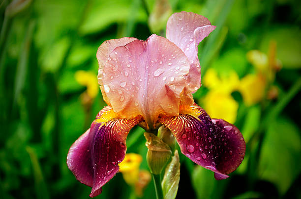 istock Flower of iris  in the garden 545443600