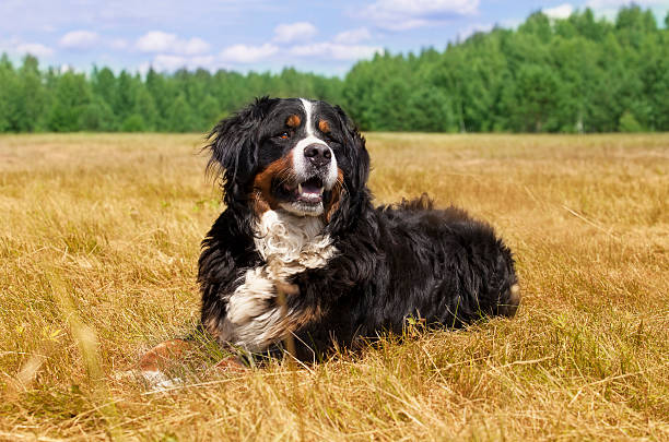 istock Bernese Mountain Dog outdoors 545444968