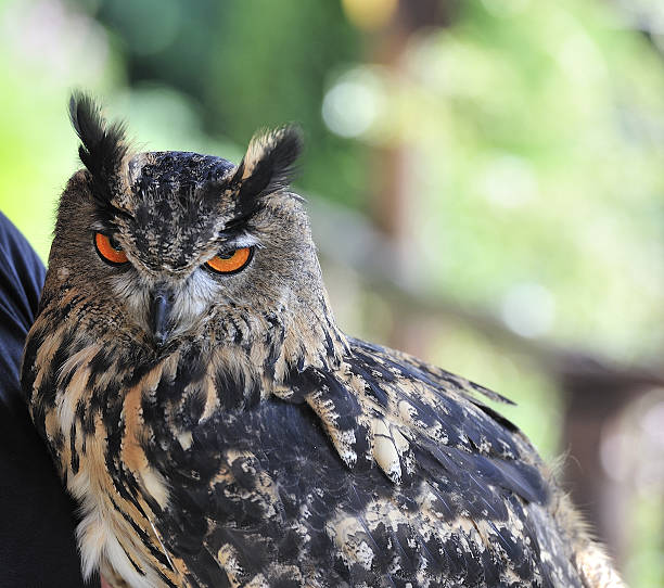 istock beautiful royal owl with a magnetic look 545445684