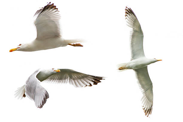 set of sea gulls isolated on white