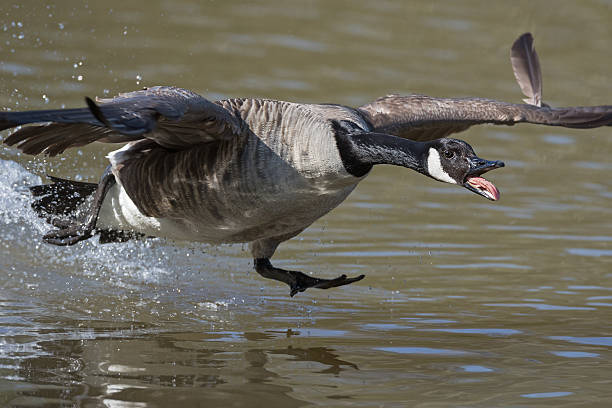 Canada goose (Branta canadensis) starts to fly.