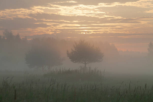 istock Morning sunrise over a field 545446120