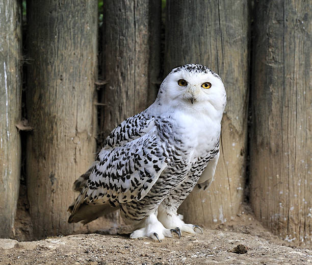 istock beautiful snowy owl 545446126