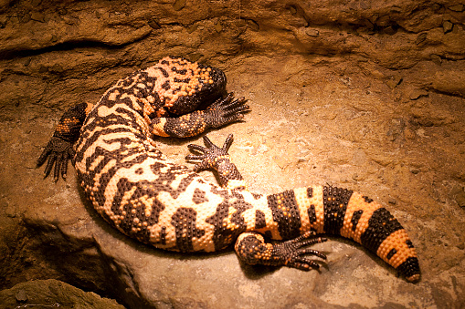 A gila monster at rest.