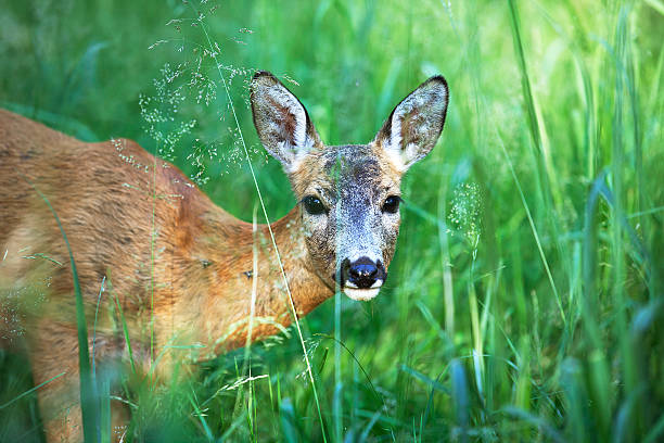 istock Portrait of wild roe deer in the grass 545446914