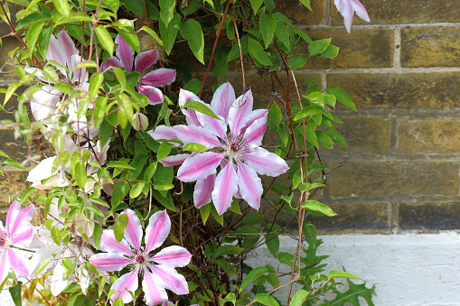The beautiful climbing plant Clematis Nelly Moser