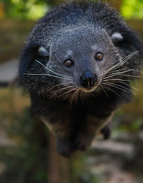 Binturong or bearcat (Arctictis binturong). The binturong is widespread in south and southeast Asia occurring in Bangladesh, Bhutan, Myanmar, China india and indonesia