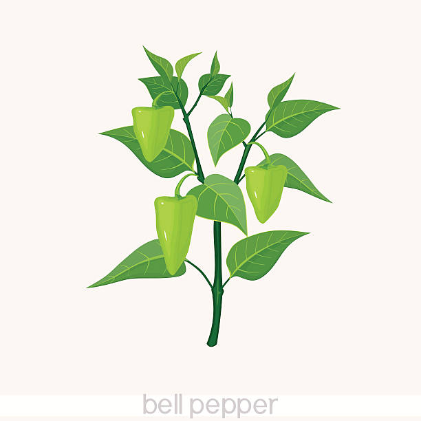 ilustrações, clipart, desenhos animados e ícones de pimentão  - bell peper
