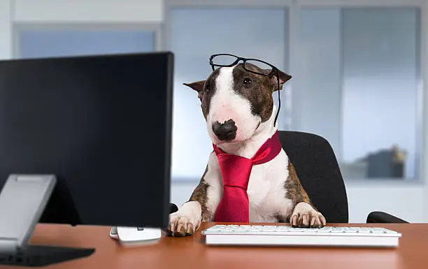 Bullterrier dog working with a computer in an office