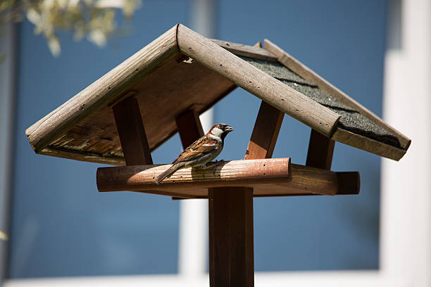 istock Sparrow in the aviary in the garden 545453416