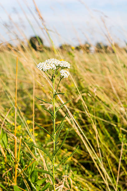 istock Achillea millefolium, yarrow, common yarrow. 545453550