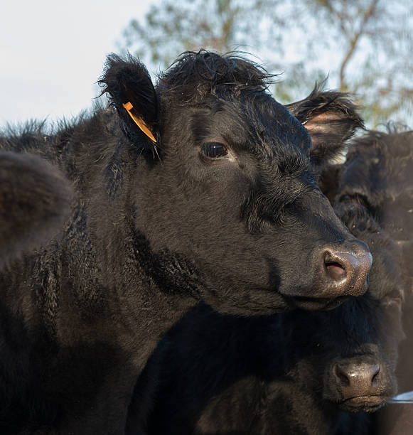 istock adult black angus cow portrait 545454318