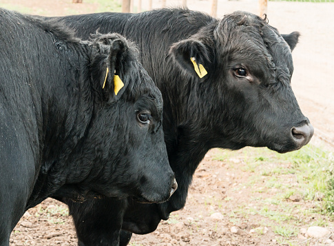 Herd of black angus calfs looking curious at camera
