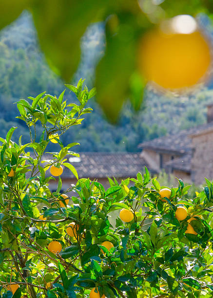 vista típica en orange farm en fornalutx mallorca, españa - fornalutx majorca spain village fotografías e imágenes de stock