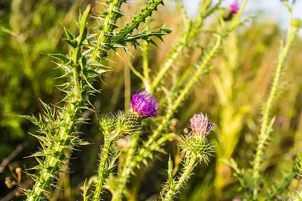 Photo of Plant (Carduus acanthoides) with seed heads.