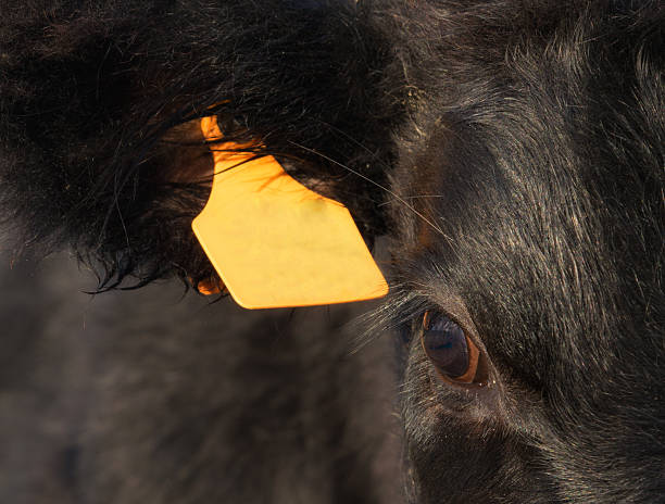 Herd of black angus calfs looking curious at camera