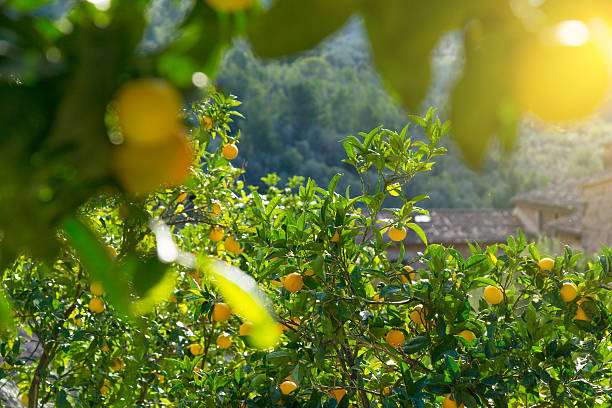 vista típica en orange farm en fornalutx mallorca, españa - fornalutx majorca spain village fotografías e imágenes de stock