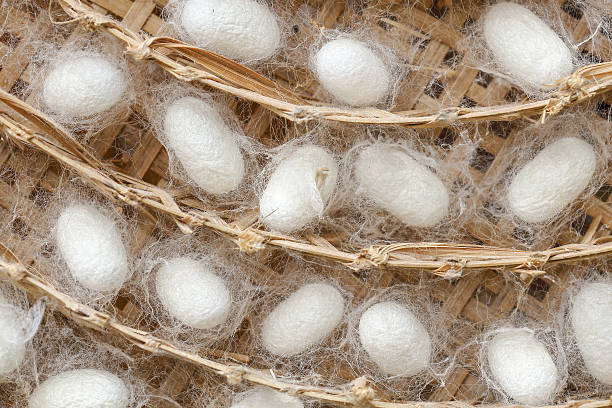 istock Close Up of  silk worm cocoons nests in bamboo basket 545455594