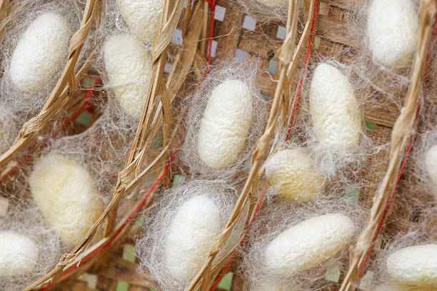 istock Close Up of  silk worm cocoons nests in bamboo basket 545455700