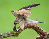 turmfalke.jpg?b=1&s=170x170&k=20&c=KUXZtTYK5vLUS5T49Aoby2ZBWOV-eu8fVtyRqZ8oqDI=