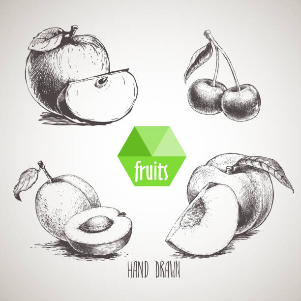 ilustraciones, imágenes clip art, dibujos animados e iconos de stock de conjunto de frutas de estilo boceto dibujado a mano. manzana, cereza, melocotón, albaricoque - fruit stone