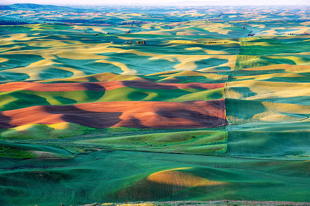 luci e ombre sulle dolci colline del palouse - palouse foto e immagini stock