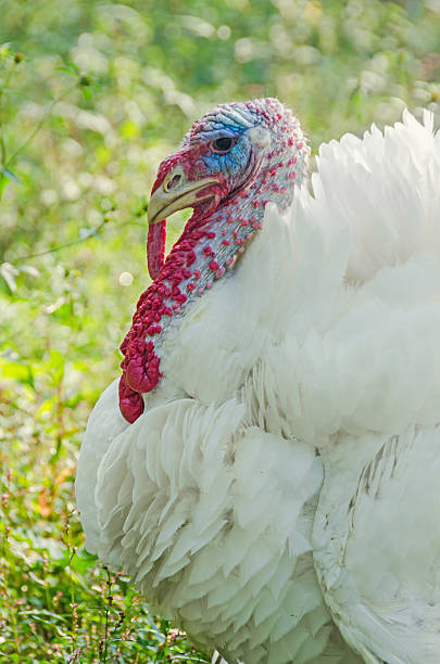 istock White turkey bird, close up, outdoor, sun rays light 545458896