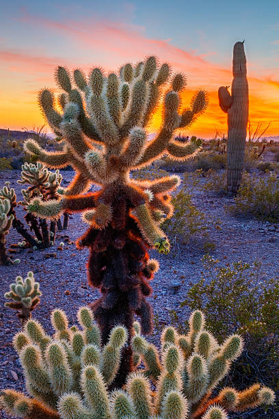 Close up of cactus