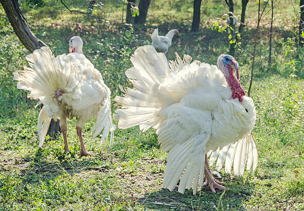 istock White turkey bird, close up, outdoor, sun rays light 545460030