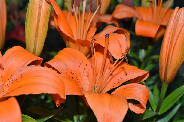 istock Buds of tiger lily 545460830
