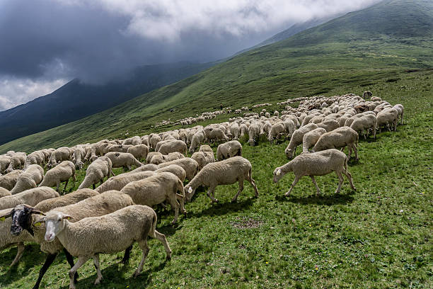istock flock of sheep in mountain 545460914