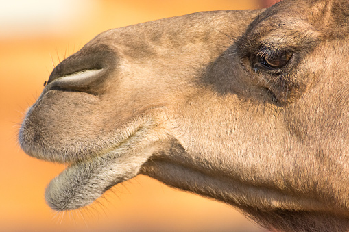 Bactrian camel, Camelus bactrianus.