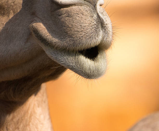 istock Came close-up, mouth detail, Abu Dhabi, UAE 545461512