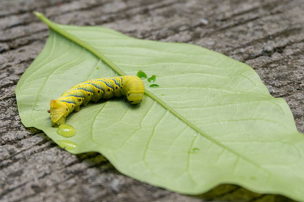 istock Injured caterpillar on green leaf. Copy space 545461696