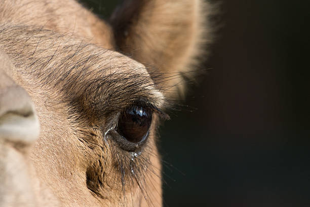 Camel (dromedary or one-humped Camel) close-up, eye detail, Abu Dhabi, United Arab Emirates. It's long eyelashes and tears form a barrier against sand.