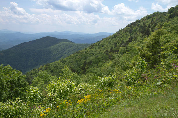 istock Endless Forest Covered Mountains and Wildflowers 545462162