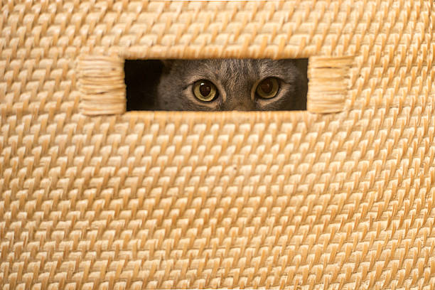 A cat peers through a hole in a basket while playing hide and seek