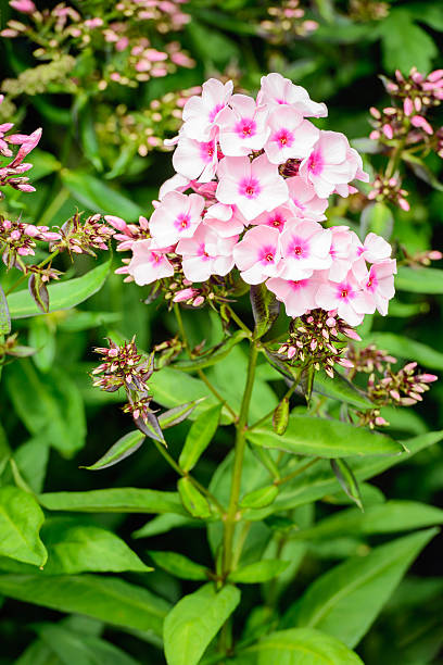 istock Pure white flowering phlox plants with a pink heart 545462444
