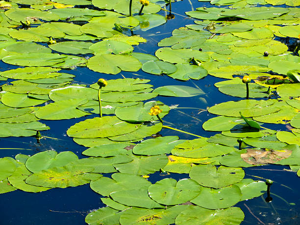 istock Yellow water lilies in the pond 545462586