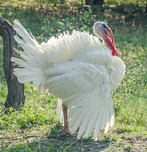 istock White turkey bird, close up, outdoor, sun rays light 545462970