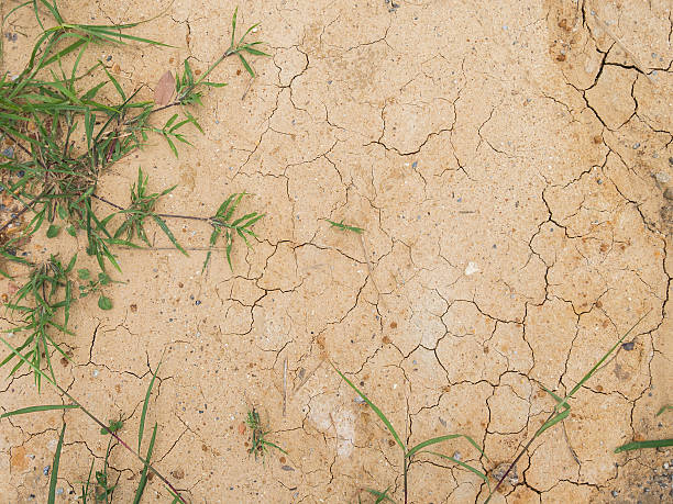Plant surviving in dry and cracked ground