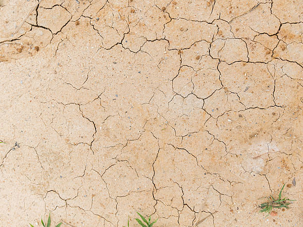 istock Plant surviving in dry and cracked ground 545463132