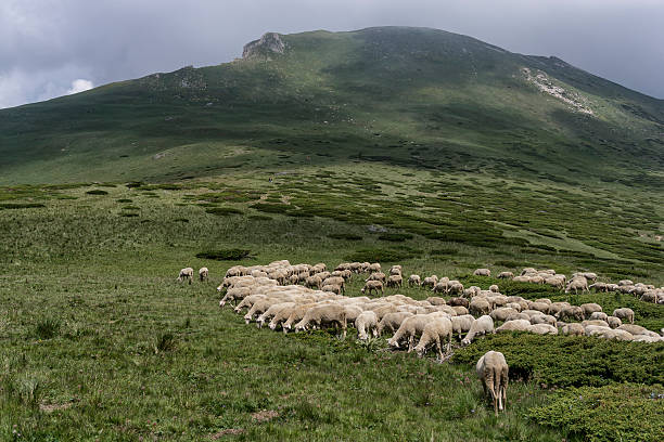 istock flock of sheep in mountains 545463944