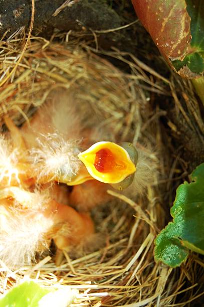 시장하십니까 아기 야생조류 - dependency animal nest robin bird 뉴스 사진 이미지