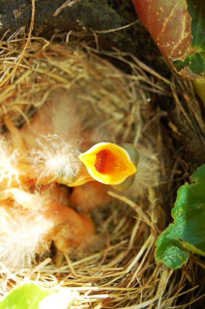 голодный baby птица - dependency animal nest robin bird стоковые фото и изображения