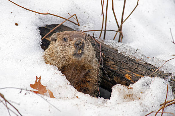 Groundhog Emerging from Snowy Den Groundhog Emerging from Snowy Den burrow stock pictures, royalty-free photos & images