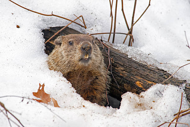 groundhog emerging from snowy den - groundhog stok fotoğraflar ve resimler