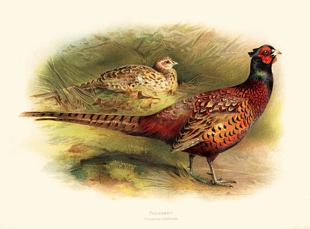 ilustraciones, imágenes clip art, dibujos animados e iconos de stock de ilustración 1900 del faisán - pheasant hunting feather game shooting