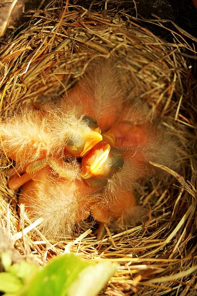 베이비 로빈스 - dependency animal nest robin bird 뉴스 사진 이미지