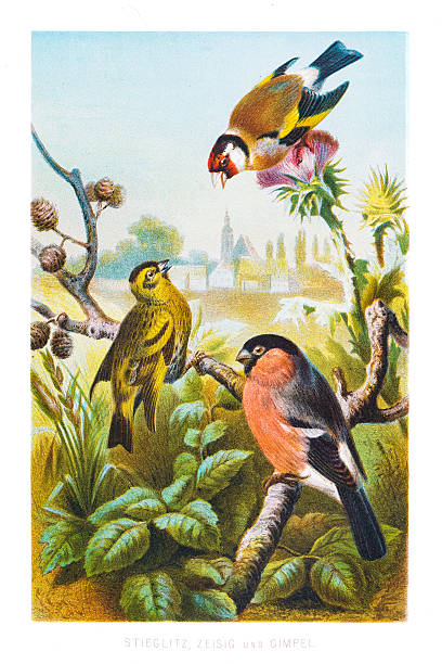 bildbanksillustrationer, clip art samt tecknat material och ikoner med finch birds illustration 1882 - domherre